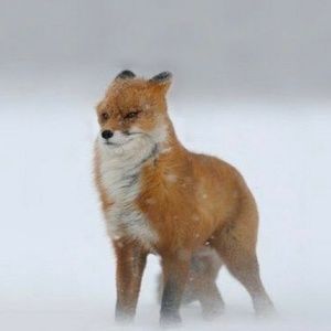 Meet your Posher, Shelby